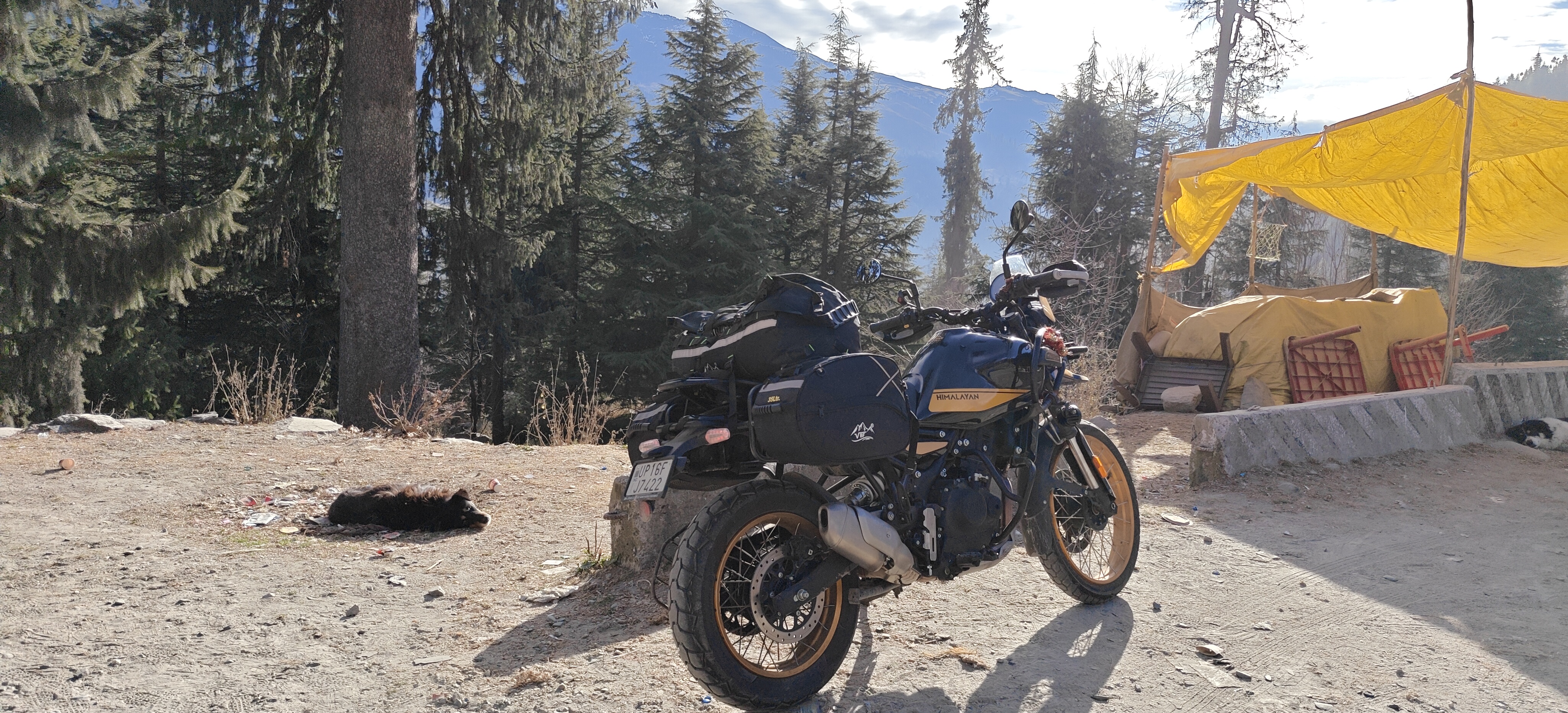 Himalayan photo 7